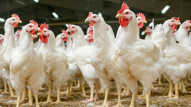 משרד החקלאות המית תרנגולות מחשש שהם נגועים בשפעת העופות ביהמ"ש דחה את תביעת החברה לשיפוי ת"א 65556-12-19